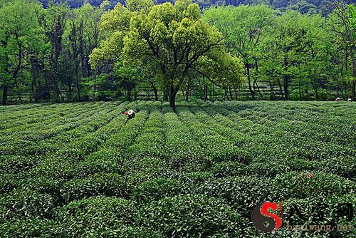 梦到自己摘茶叶