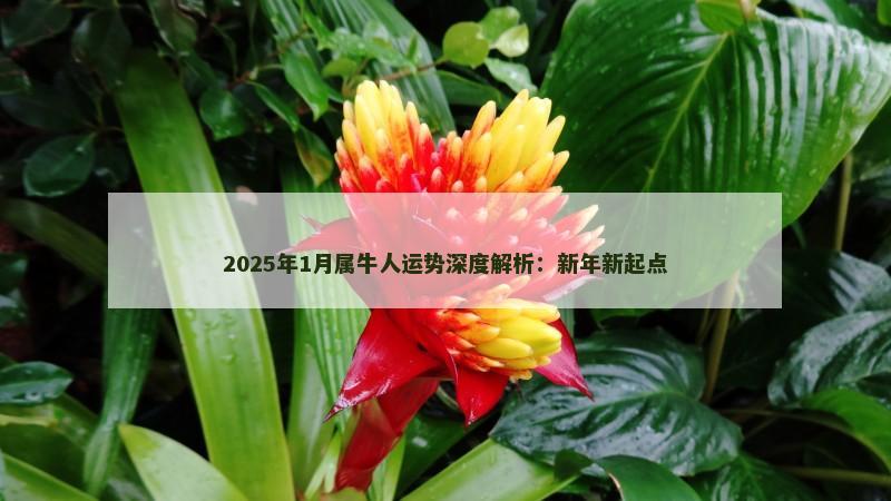 2025年1月属牛人运势深度解析：新年新起点