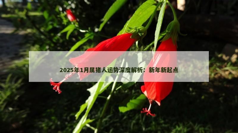 2025年1月属猪人运势深度解析：新年新起点