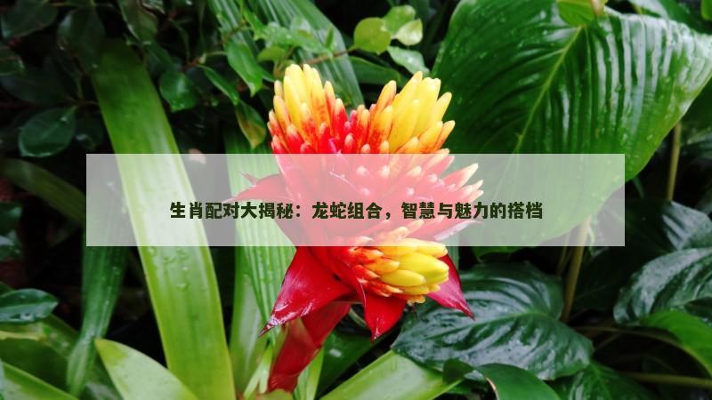 生肖配对大揭秘：龙蛇组合，智慧与魅力的搭档