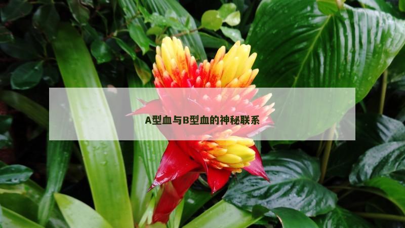 A型血与B型血的神秘联系