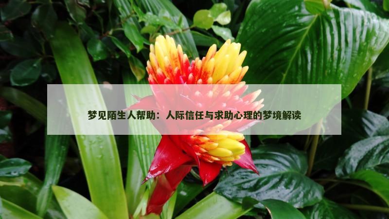梦见陌生人帮助:人际信任与求助心理的梦境解读
