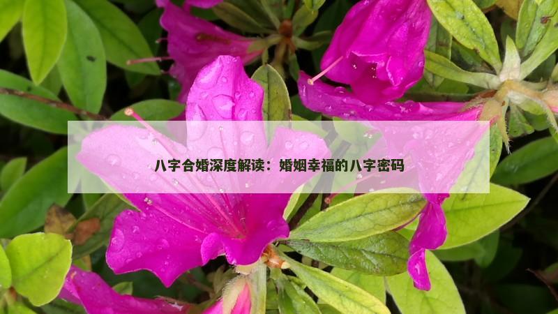 八字合婚深度解读：婚姻幸福的八字密码