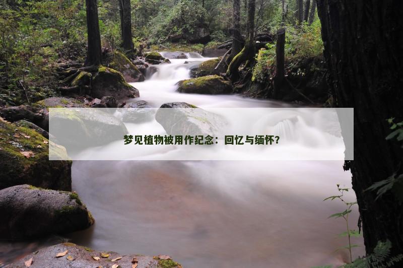 梦见植物被用作纪念:回忆与缅怀?