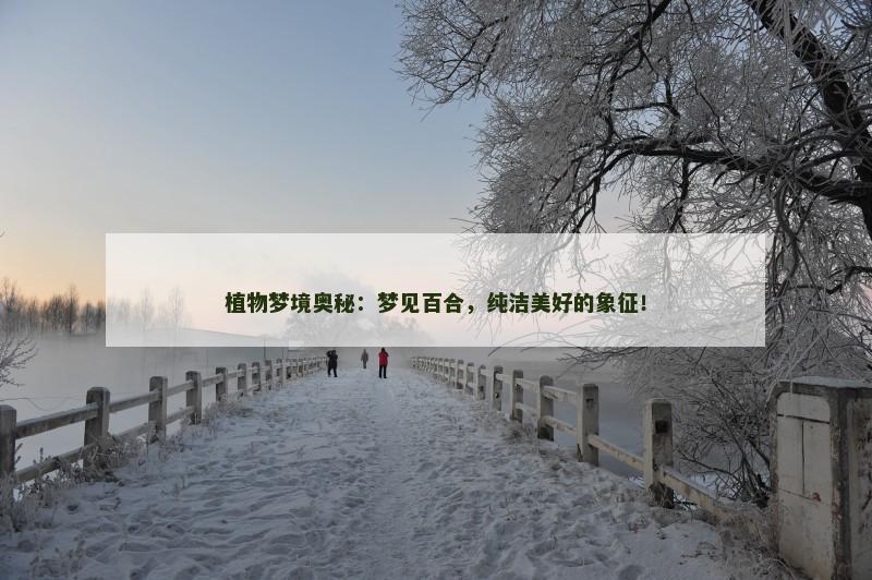 植物梦境奥秘:梦见百合,纯洁美好的象征!