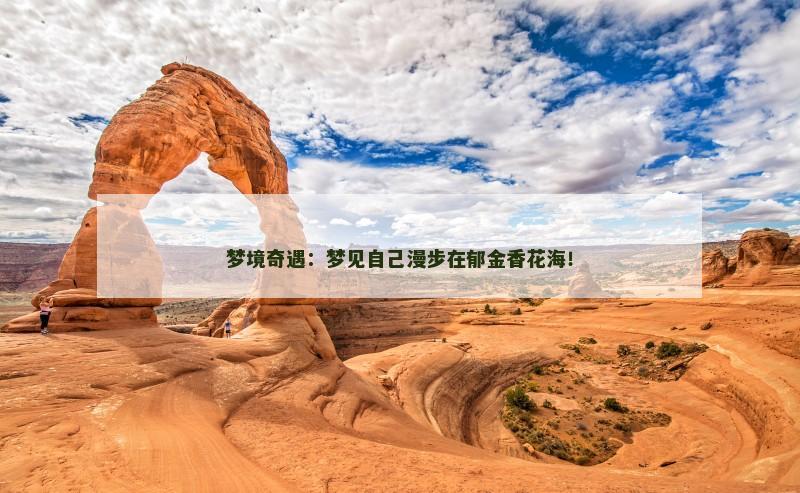 梦境奇遇:梦见自己漫步在郁金香花海!