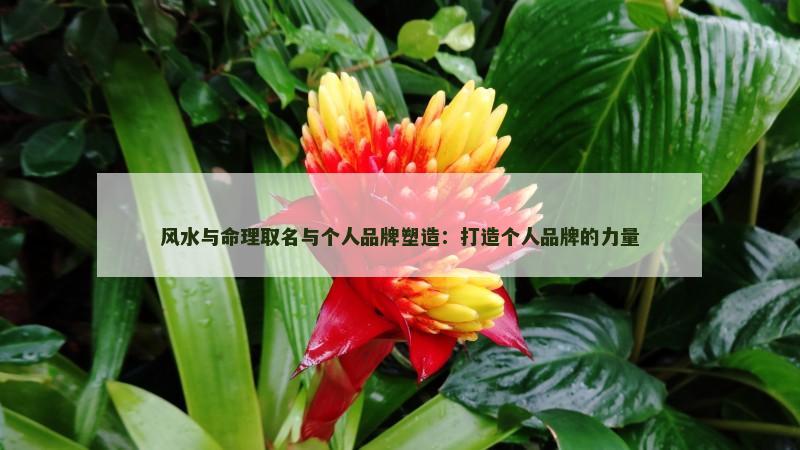 风水与命理取名与个人品牌塑造：打造个人品牌的力量